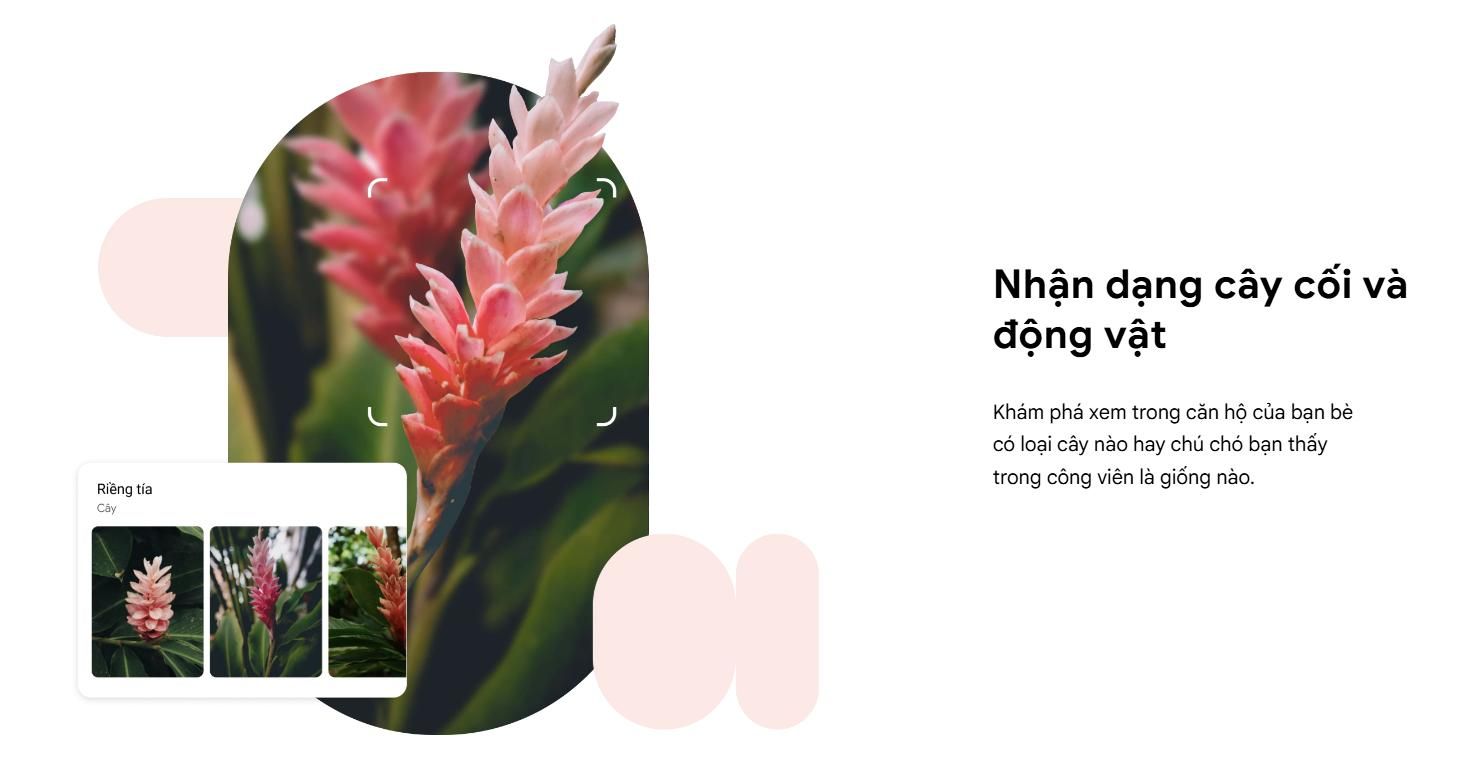 nhận dạng cây cối và động vật với google lens
